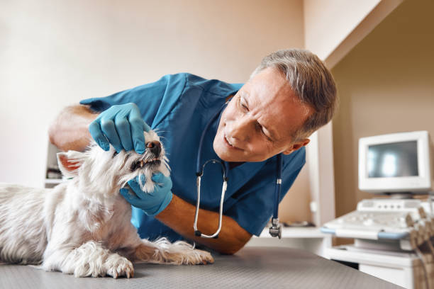 Best Same-Day Emergency Dental Services in East Niles, CA
